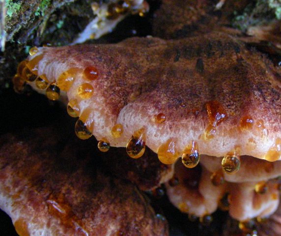 Escursione a 1500/1800,tanti funghi